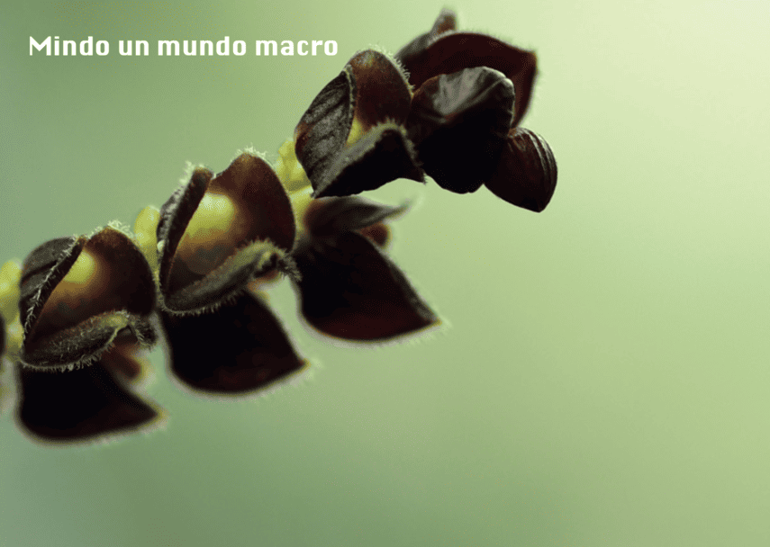 Mindo Un Mundo Macro
